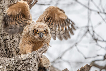 A Great horned Owlet is standing outside nest and testing its wings.