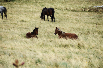 Livno,Bosnia and Herzegovina, horse, black horse, white horse, black and white horse, nature, beautiful horse,