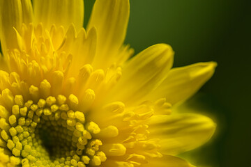 Macro shot of upper right quarter of Chrysanthemum with yellow glow.
