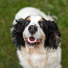 Fototapeta premium Cute Springerspaniel fights for attention