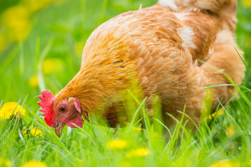 Une poule à la ferme