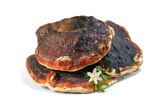 Ganoderma Lucidum mushroom  (also called as Reishi mushroom or Lingzhi mushroom) isolated on white background with clipping path. Chinese herbal medicine