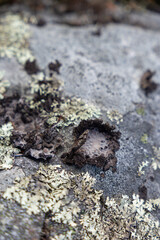 lichen on stone