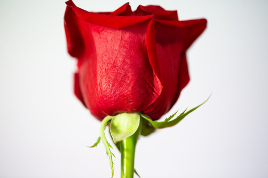 Red rose against a white background, single rose