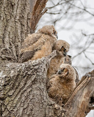 Three great horned owlets are having fun on their nest