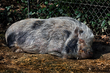 Domestic minipig sleeping near the fence in its enclosure