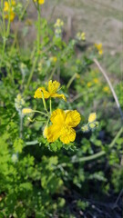 yellow flowers in the garden