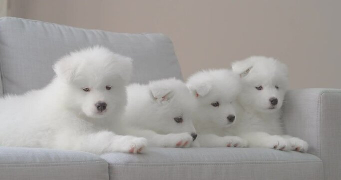 Cute Samoyed puppies lying on sofa