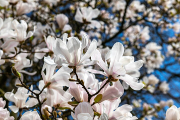 White Magnolia Tree with Blooming Flowers