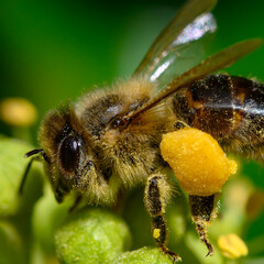 Macro shot of a bee (Apis) sitting on ivy flowers and covered with pollen all over which are reflecting the sunlight.