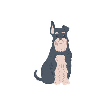 Funny terrier with black and white fur flat vector illustration isolated.