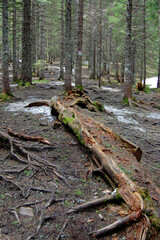 Fallen tree in pine tree forest