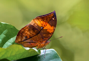 Macro shots, Beautiful nature scene. Closeup beautiful butterfly sitting on the flower in a summer garden.