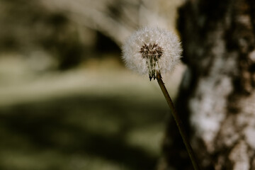 close up shot of a white dandelion flower. Summer field, selective focus