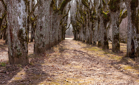 Linden trees Alley in the park. Early spring sunny day.
