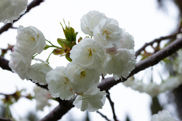 Pink tree flowers of Prunus serrulata Kanzan, branch flowers, japanese cherry, floral background,...