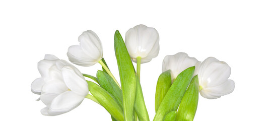 Delicate spring white tulip flowers with green leaves, isolated on white background - wide panoramic floral border, poster or greeting card. Template for elegant spring floral billboard, web banner