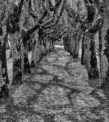 Linden trees Alley. Early spring sunny day. Black and white photo