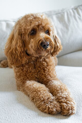 Cavapoo dog on the couch, mixed -breed of Cavalier King Charles Spaniel and Poodle.