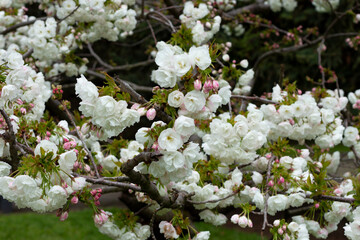 Pink tree flowers of Prunus serrulata Kanzan, branch flowers, japanese cherry, floral background, close up. White-pink cherry blossoms on a branch, spring