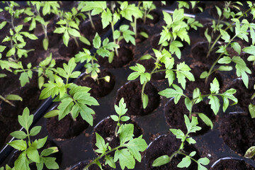 seedlings, greenhouses concept