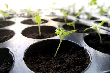 seedlings, greenhouses concept