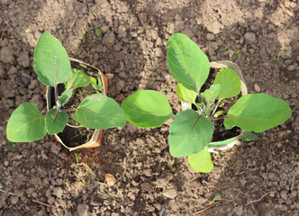 Two young eggplant seedlings in the disposable pots at early springtime in farm. Organic agriculture background. Top view