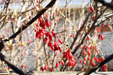 barberry, spice, pilaf, plants, garden, winter hardy