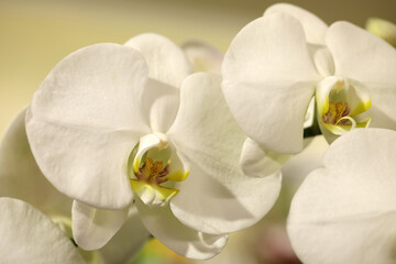 Fototapeta na wymiar Beautiful white orchid flowers on blurred background, closeup