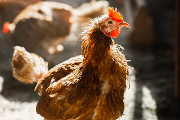 Chicken brown poultry close-up. Farm of organic products