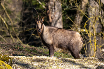 Apennine chamois, Rupicapra pyrenaica ornata, is living in Italy and Spain