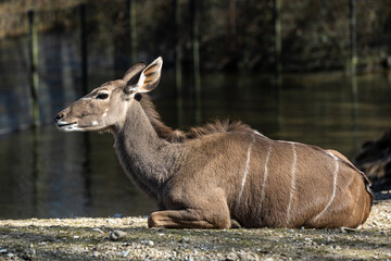 The common eland, Taurotragus oryx is a savannah antelope