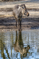 Hartmann's Mountain Zebra, Equus zebra hartmannae. An endangered zebra