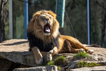 The lion, Panthera leo is one of the four big cats in the genus Panthera
