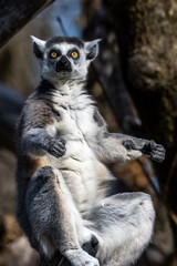 The ring-tailed lemur,Lemur catta with white ringed tail is the most known lemur