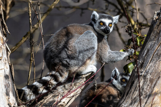 The ring-tailed lemur,Lemur catta with white ringed tail is the most known lemur