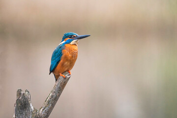 Kingfisher is resting on a branch
