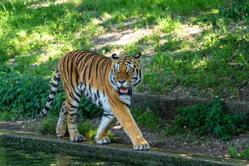 The Siberian tiger,Panthera tigris altaica in a park