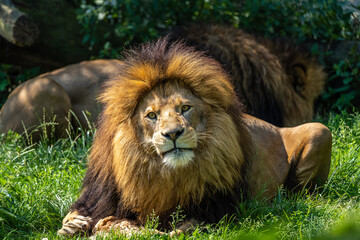 The lion, Panthera leo is one of the four big cats in the genus Panthera