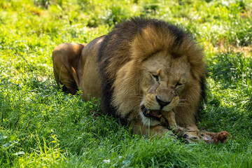 The lion, Panthera leo is one of the four big cats in the genus Panthera