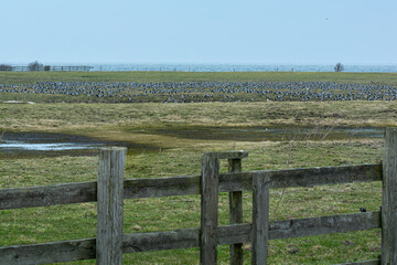 Lomma beach meadows, Malmo, southern Sweden. Blue sky and ocean in the background