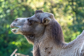 Obraz premium Bactrian camel, Camelus bactrianus in a german zoo