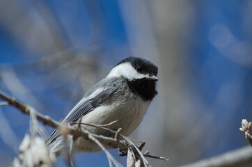 Obraz premium A Black-capped Chickadee (Poecile Atricapillus) perched on a Branch