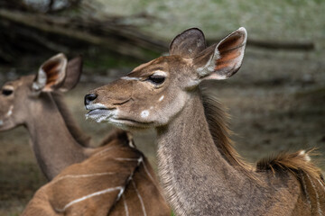 The common eland, Taurotragus oryx is a savannah antelope