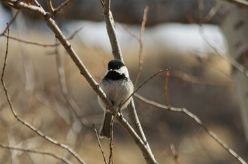 A Black-capped Chickadee (Poecile Atricapillus) perched on a Branch