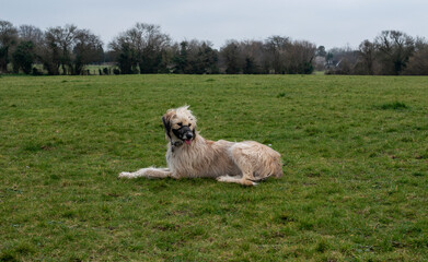 Golden coloured crossbreed dog laying down on grass .