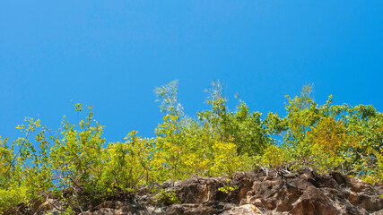 Green tree with blue sky on mountain cliffGreen tree with blue sky on mountain cliff