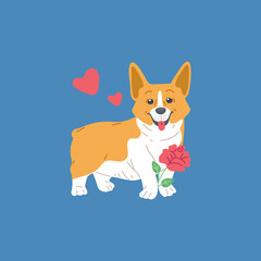 Cute dog Welsh Corgi with rose flower in paws flat vector illustration isolated.