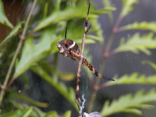 x-shaped spider