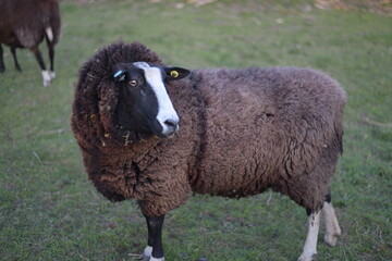 Obraz premium sheep in a field